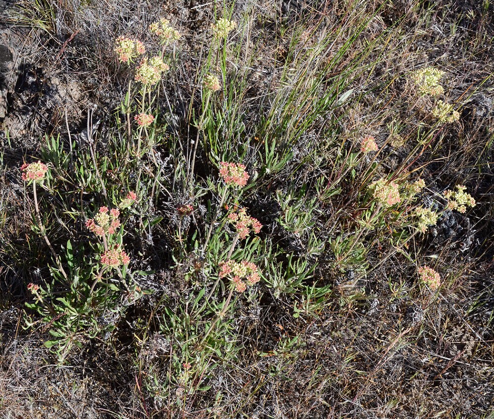 Eriogonum-heracleoides-Parsnip-flowered-buckwheat-12