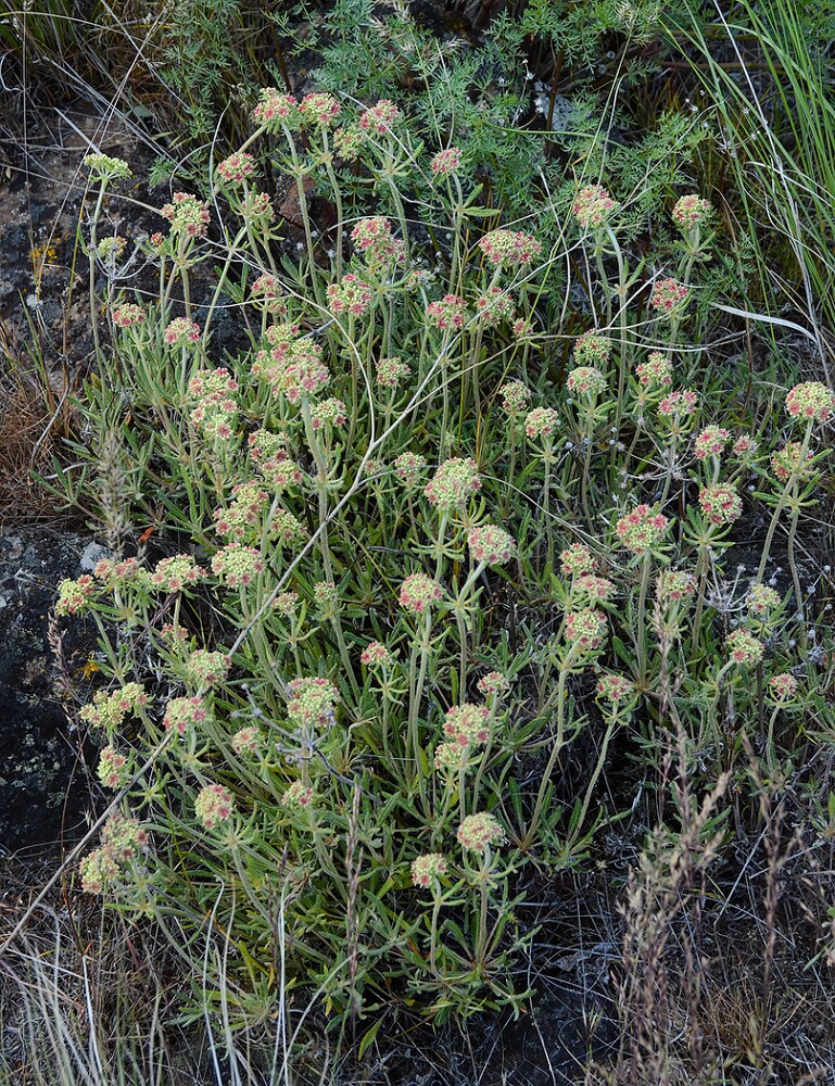 Eriogonum-heracleoides-Parsnip-flowered-buckwheat-2