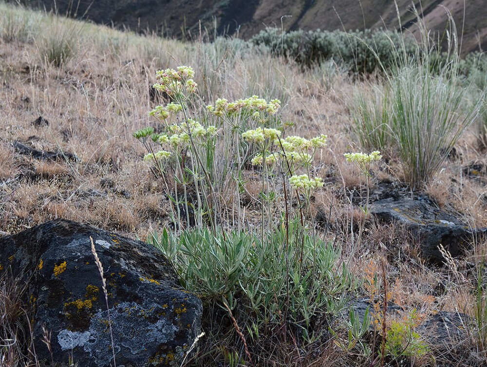 Eriogonum-heracleoides-Parsnip-flowered-buckwheat-5