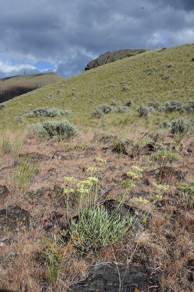 Eriogonum-heracleoides-Parsnip-flowered-buckwheat-6
