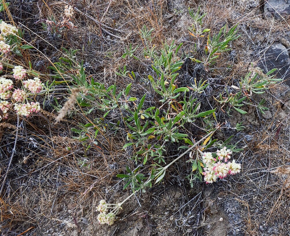 Eriogonum-heracleoides-Parsnip-flowered-buckwheat-8a