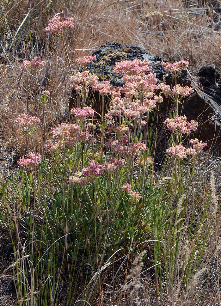 Eriogonum-heracleoides-Parsnip-flowered-buckwheat-9