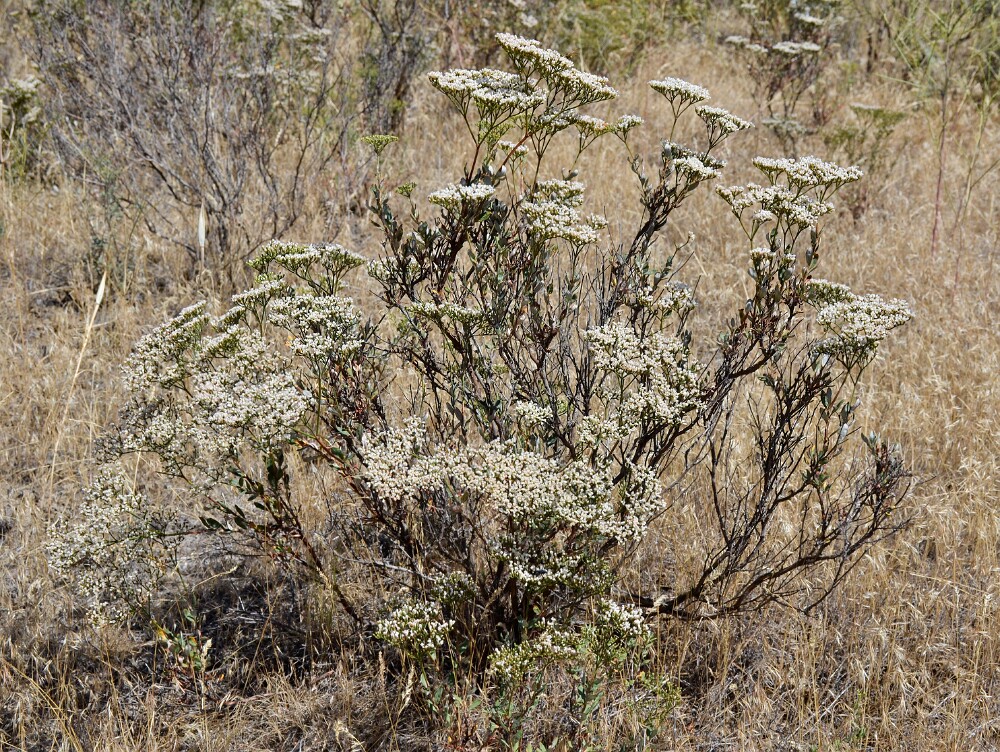 Eriogonum-microtheca-Slender-buckwheat-1