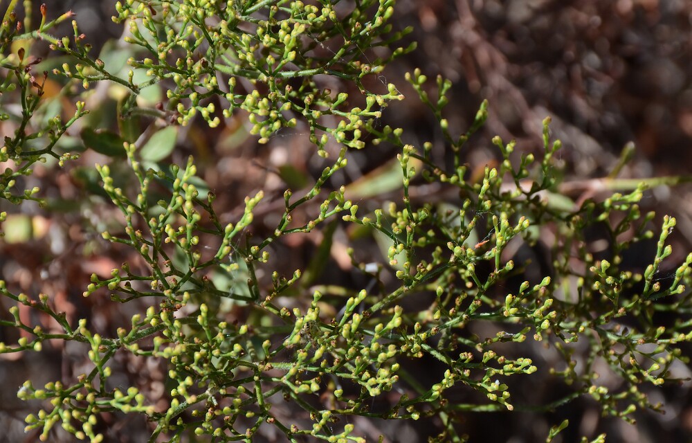 Eriogonum-microtheca-Slender-buckwheat-2