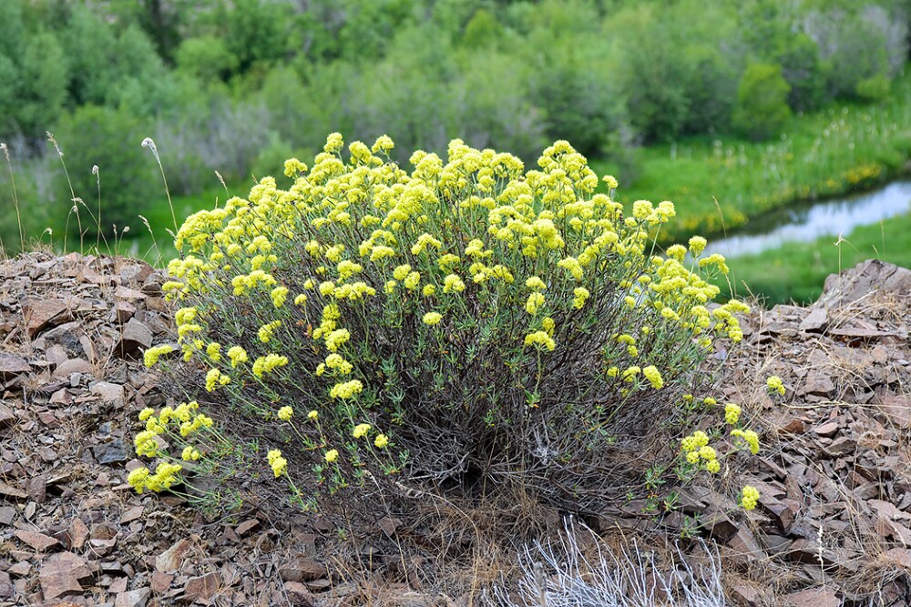 Eriogonum-sphaerocephalum-Rock-buckwheat-1