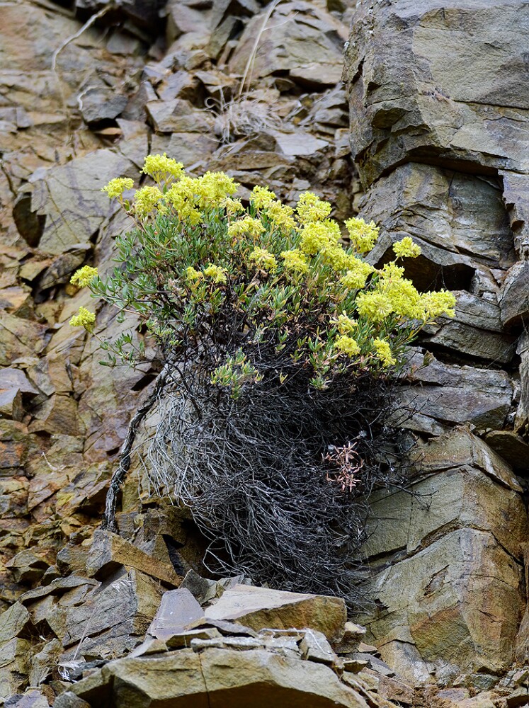 Eriogonum-sphaerocephalum-Rock-buckwheat-2