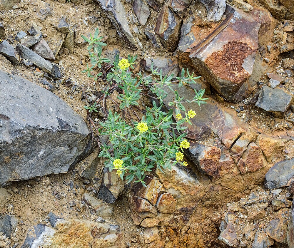 Eriogonum-sphaerocephalum-Rock-buckwheat-4