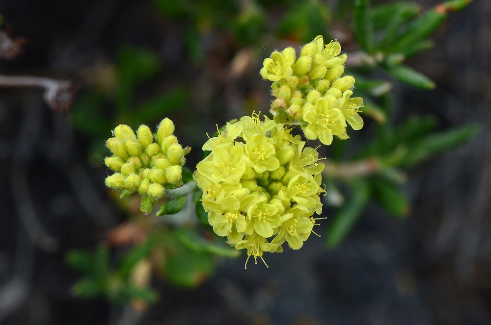 Eriogonum-sphaerocephalum-Rock-buckwheat-7