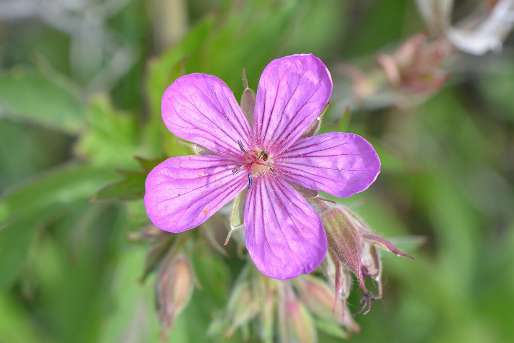 Geranium-viscosissimum-Sticky-purple-geranium-1