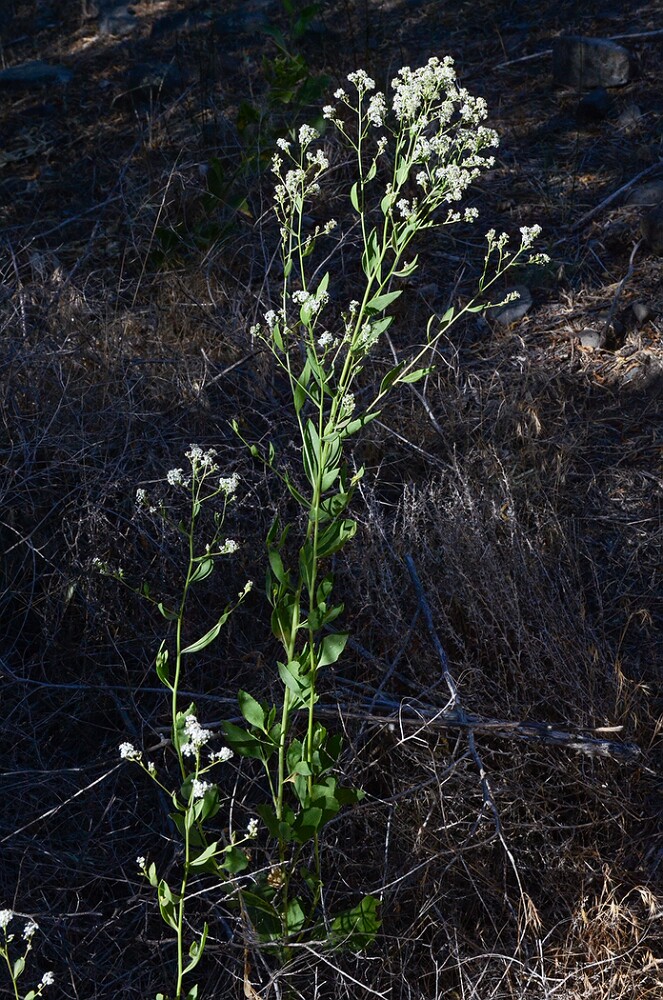 Lepidium-latifolium-Broad-leaved-pepperweed (introduced)