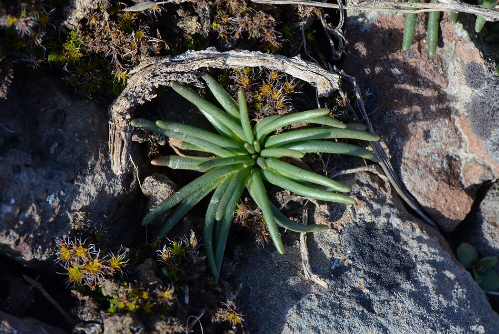 Lewisia-rediviva-Bitterroot-2