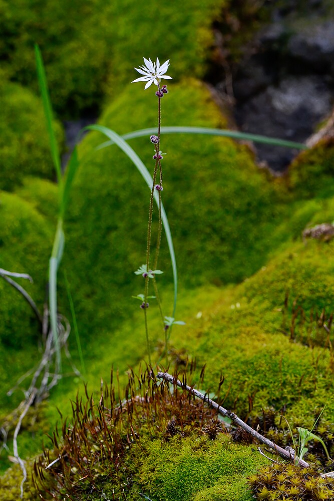 Lithophragma-glabrum-Bulbous-prairie-star-1