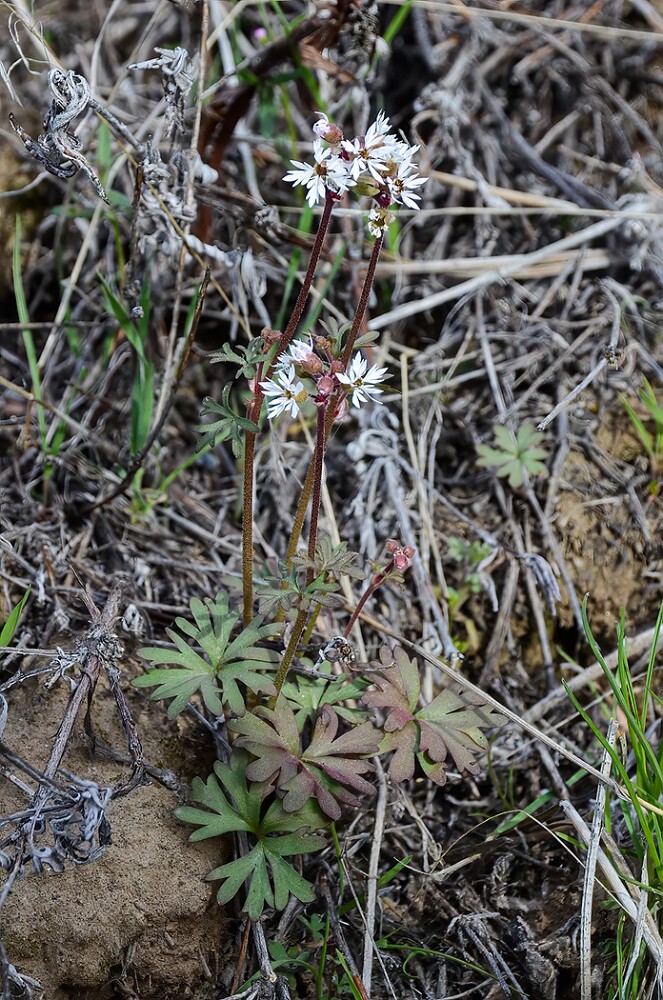 Lithophragma-glabrum-Bulbous-prairie-star-2