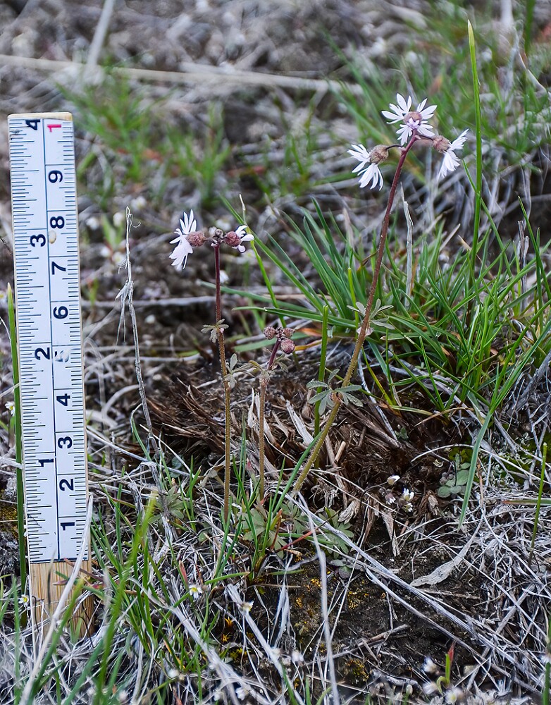 Lithophragma-glabrum-Bulbous-prairie-star-3