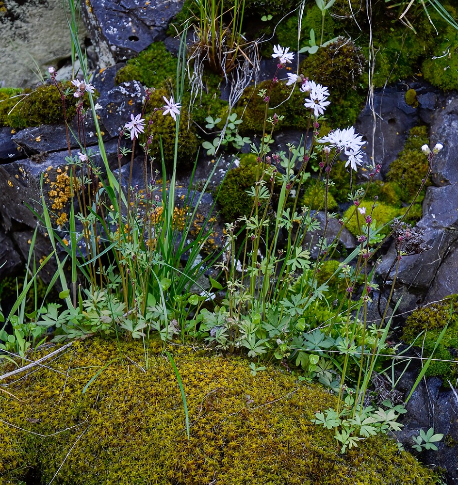 Lithophragma-glabrum-Bulbous-prairie-star