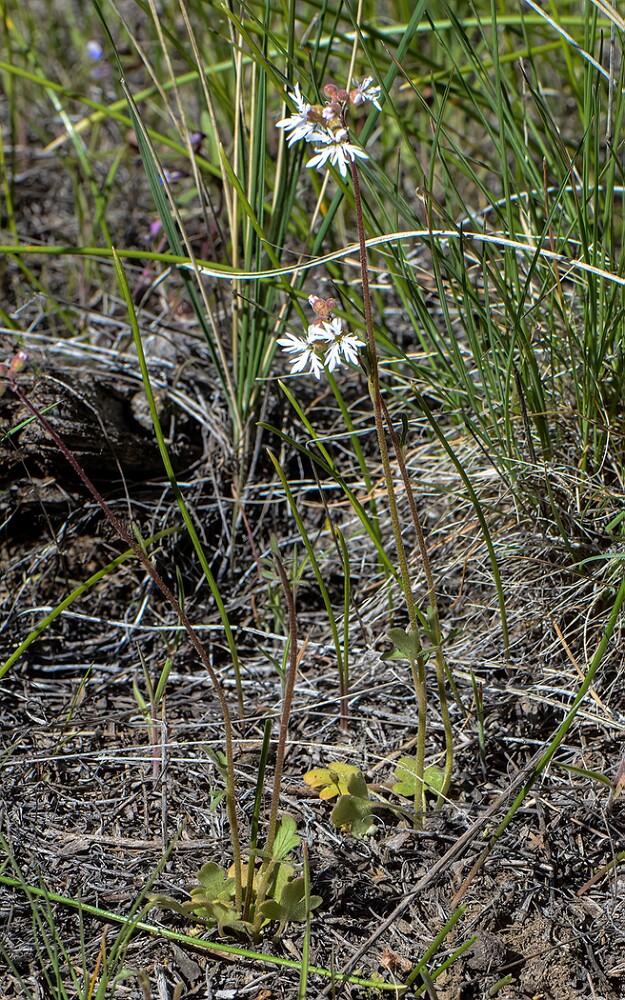 Lithophragma-tenellum-Slender-prairie-star