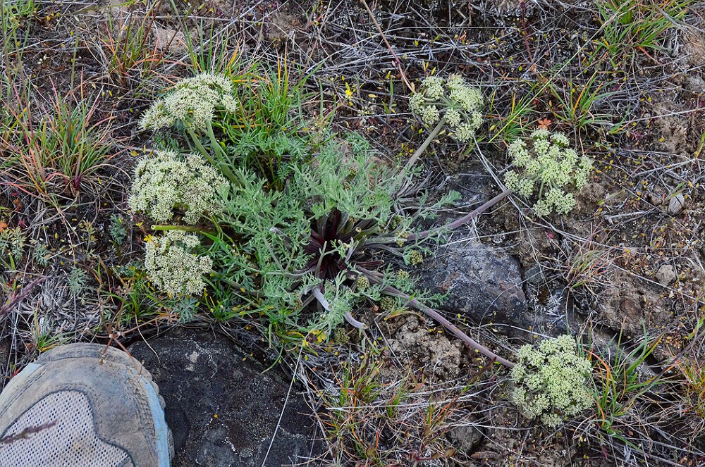 Lomatium-macrocarpum-Bigseed-lomatium-1