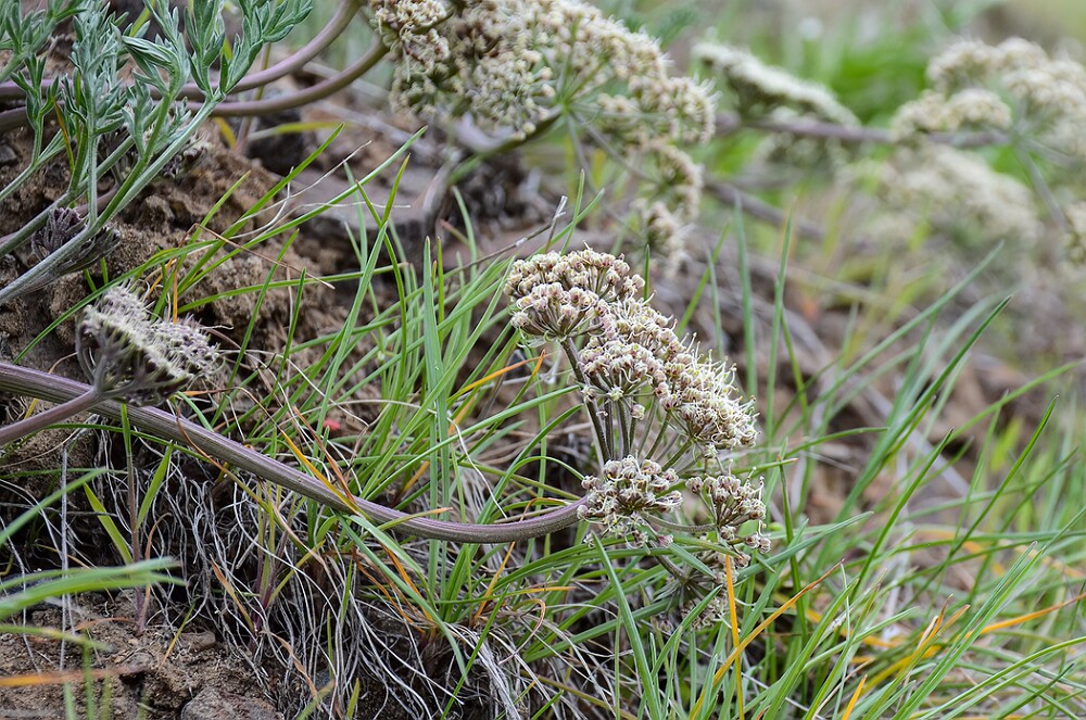Lomatium-macrocarpum-Bigseed-lomatium-3