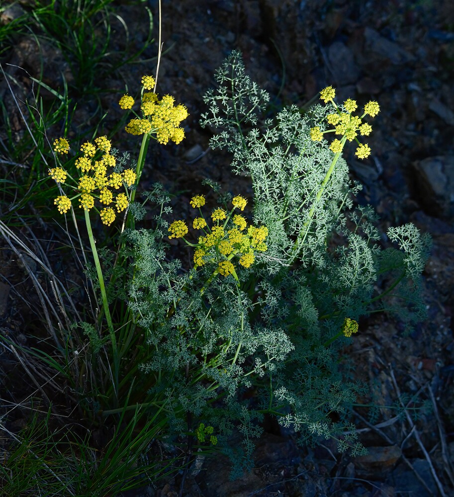Lomatium-papilioniferum-butterfly-bearing-biscuit-root