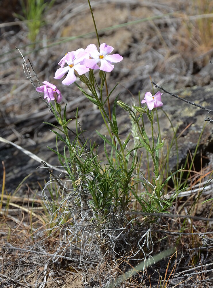Phlox-longifolia-long-leaf-phlox