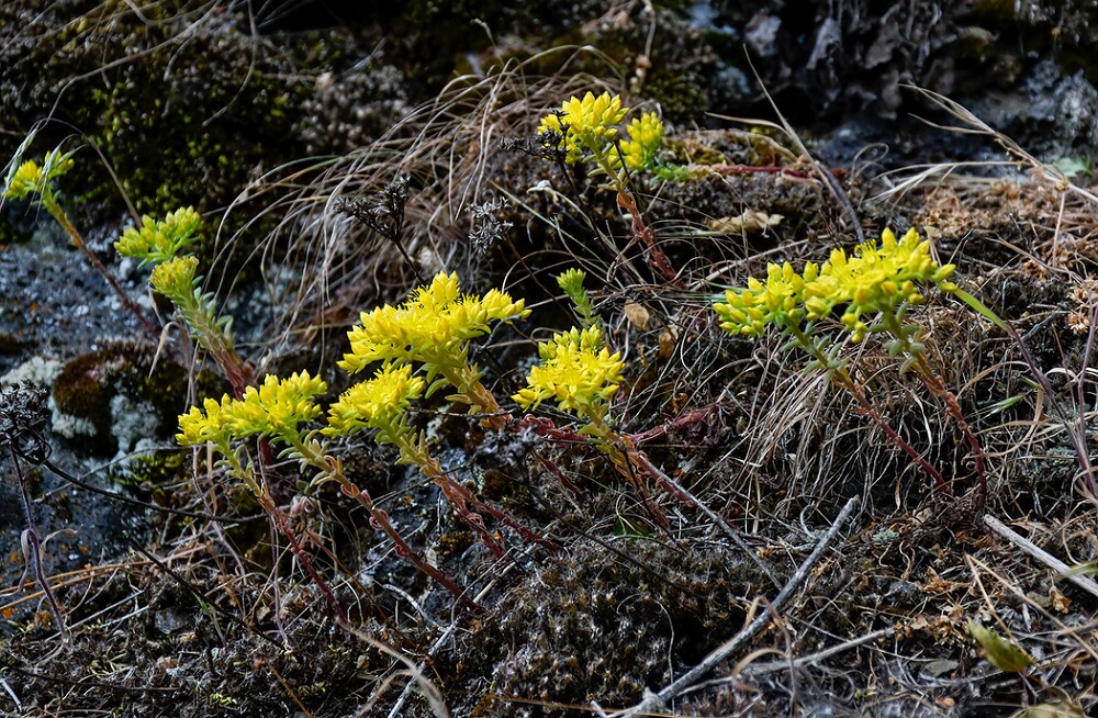 Sedum-leibergii-Leiberg's-stonecrop-2
