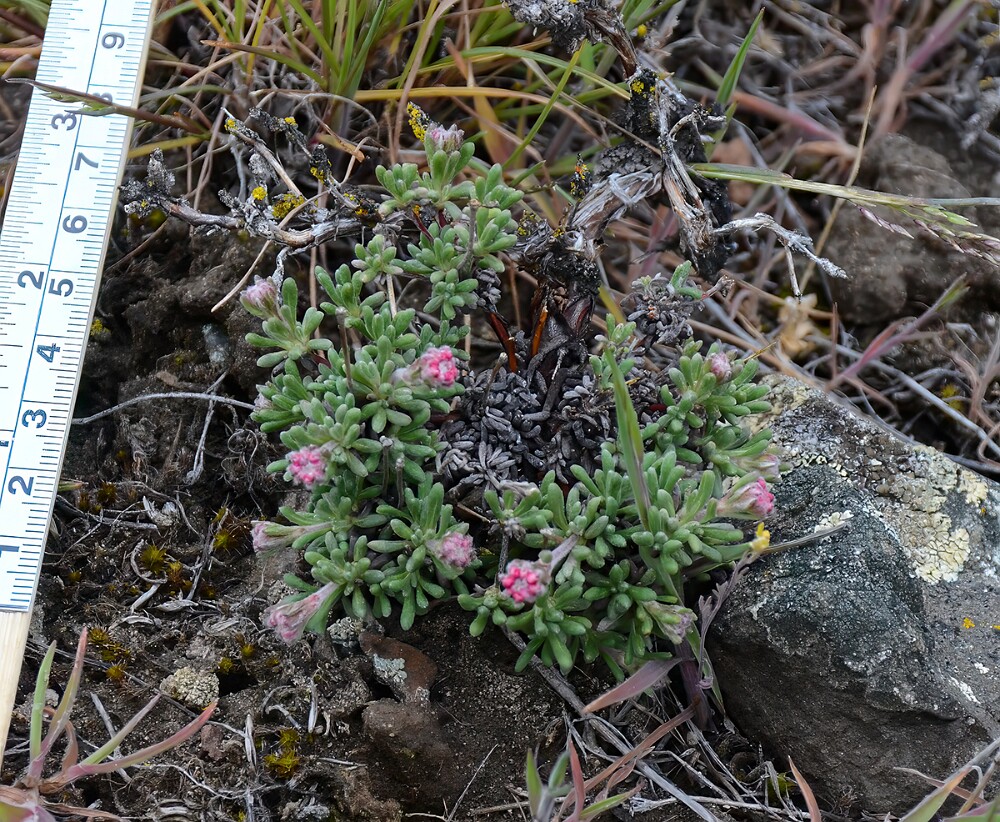 Thyme-leaf wild buckwheat