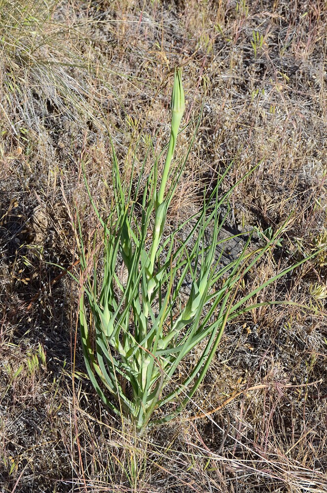 Tragopogon-dubius-Yellow-salsify-1