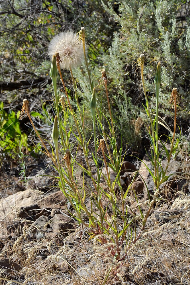 Tragopogon-dubius-Yellow-salsify-3