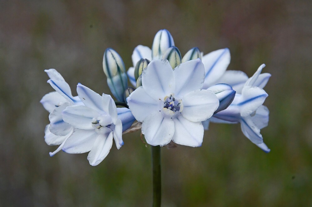 Triteleia-grandiflora-Douglas'-brodiaea