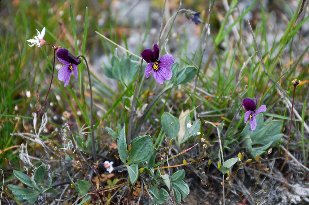 Viola trinervata-desert pansy-2