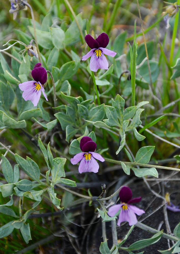 Viola trinervata-desert pansy
