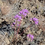 Allium-acuminatum Taper-tip-onion 6