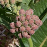 Asclepias speciosa-Showy Milkweed-1