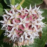 Asclepias speciosa-Showy Milkweed-2