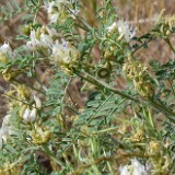 Astragalus-speirocarpus-Curve-pod-milk-vetch-1