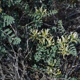 Astragalus-speirocarpus-Curve-pod-milk-vetch-3