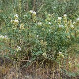 Astragalus-speirocarpus-Curve-pod-milk-vetch