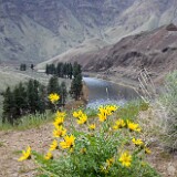 Balsamorhiza-hookeri-Hooker's-balsamroot