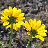 Carey's balsamroot