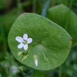 Claytonia-perfoliate-Miner's-lettuce-4
