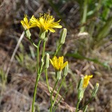 Crepis-atribarba-Slender-hawksbeard-1