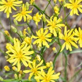 Crepis-atribarba-Slender-hawksbeard-2