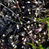 Draba-verna-Spring whitlow-grass-4