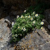 Erigeron-basalticus-Basalt-daisy-3