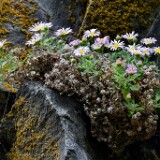 Erigeron-basalticus-Basalt-daisy-5