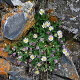 Erigeron-basalticus-Basalt-daisy