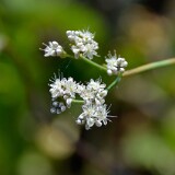 Eriogonum-elatum-Tall-wooly-buckwheat-1