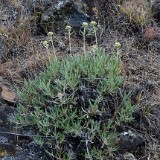 Eriogonum-heracleoides-Parsnip-flowered-buckwheat-1