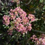Eriogonum-heracleoides-Parsnip-flowered-buckwheat-10