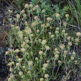 Eriogonum-heracleoides-Parsnip-flowered-buckwheat-2